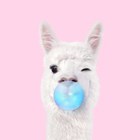 Verjaardagskaart tiener grappig Alpaca met kauwgum